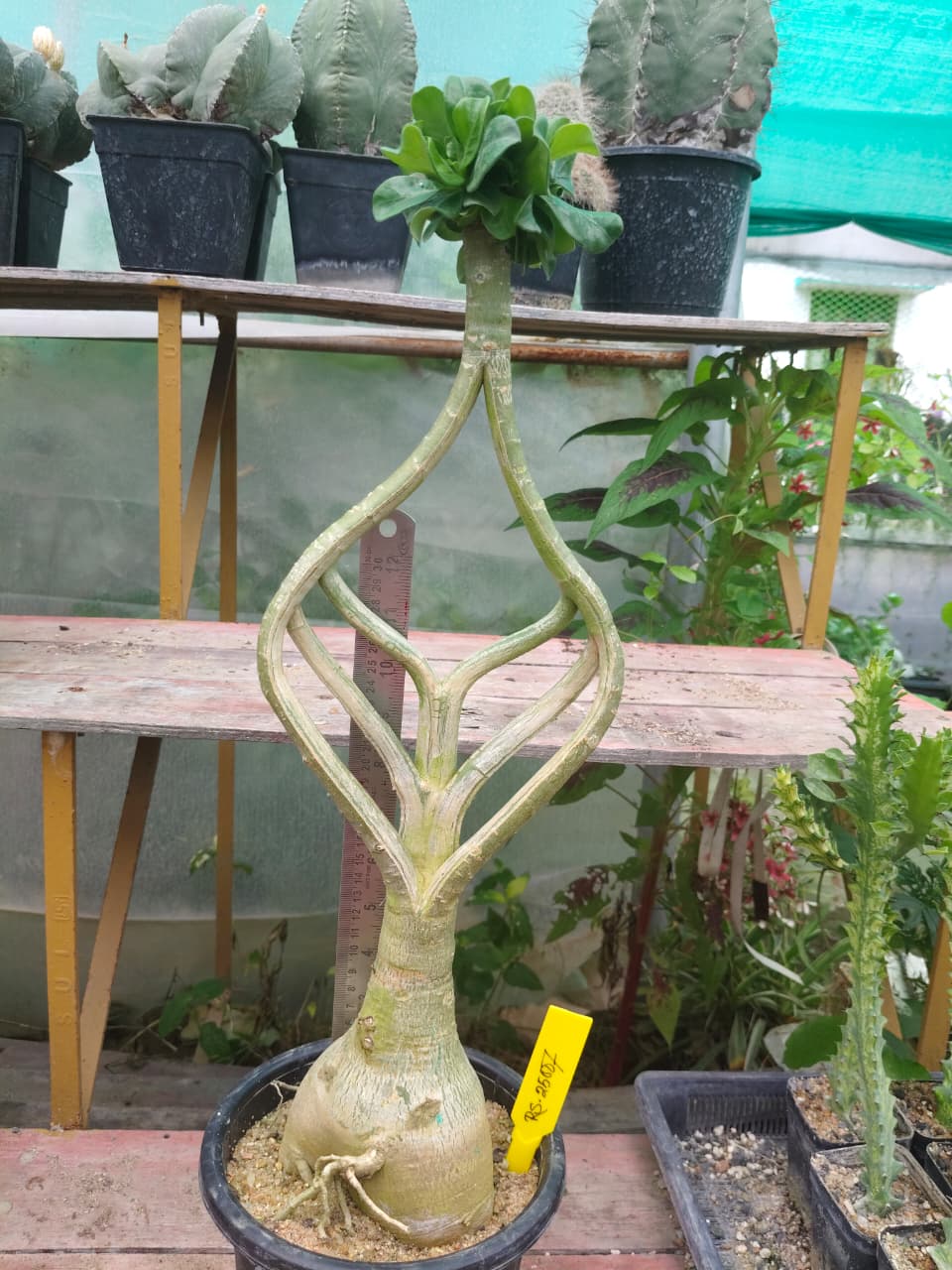 Adenium Model