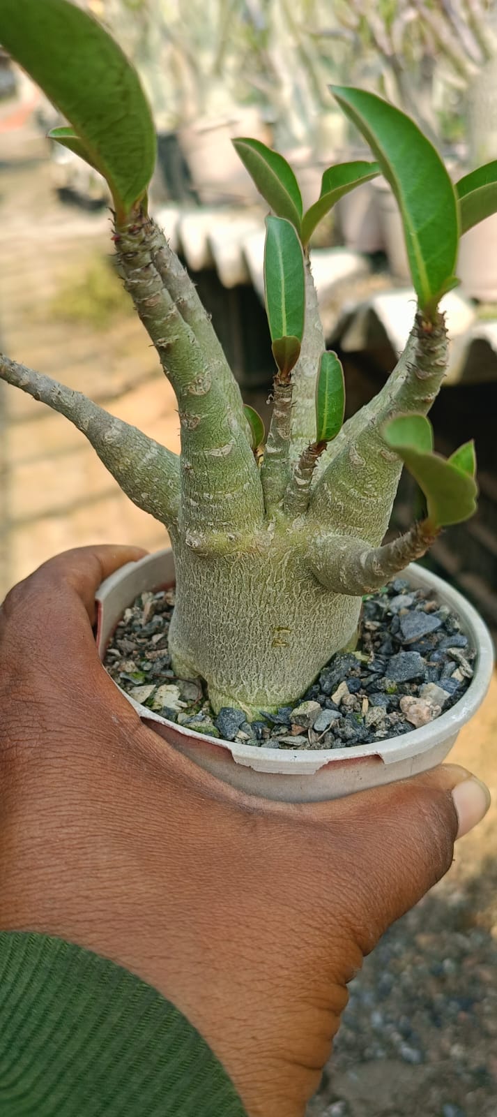Adenium Arabicum