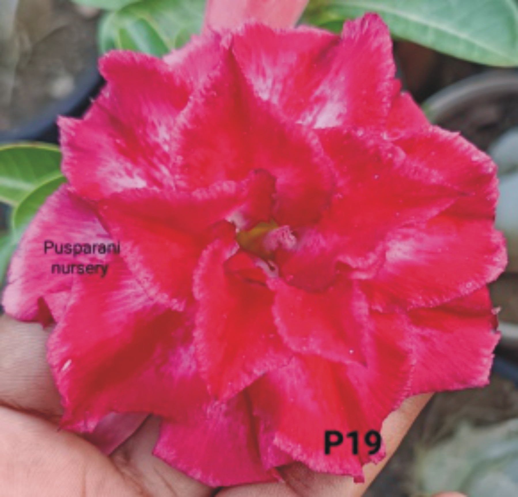 Adenium