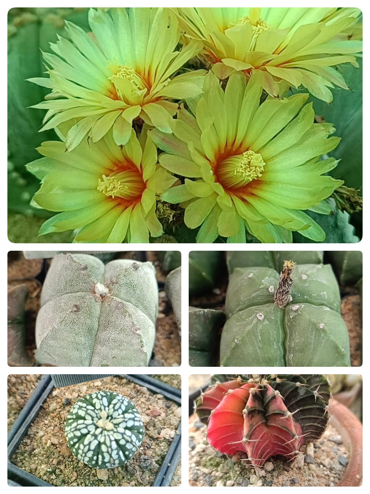 Mix Cactus Seeds (600 Seeds)