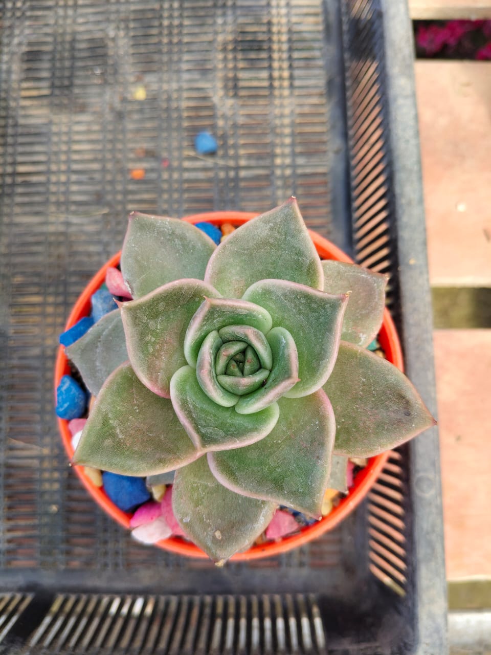 Echeveria agavoides 