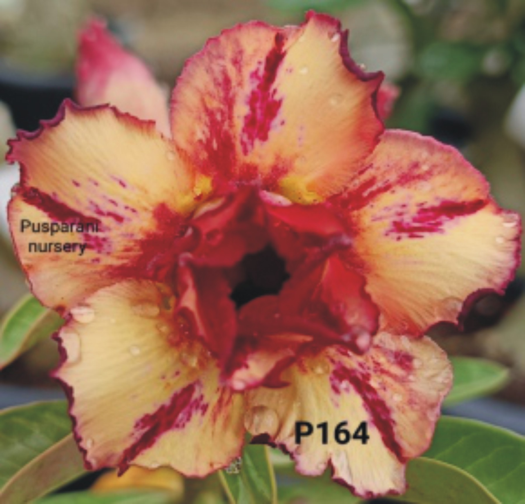 Adenium