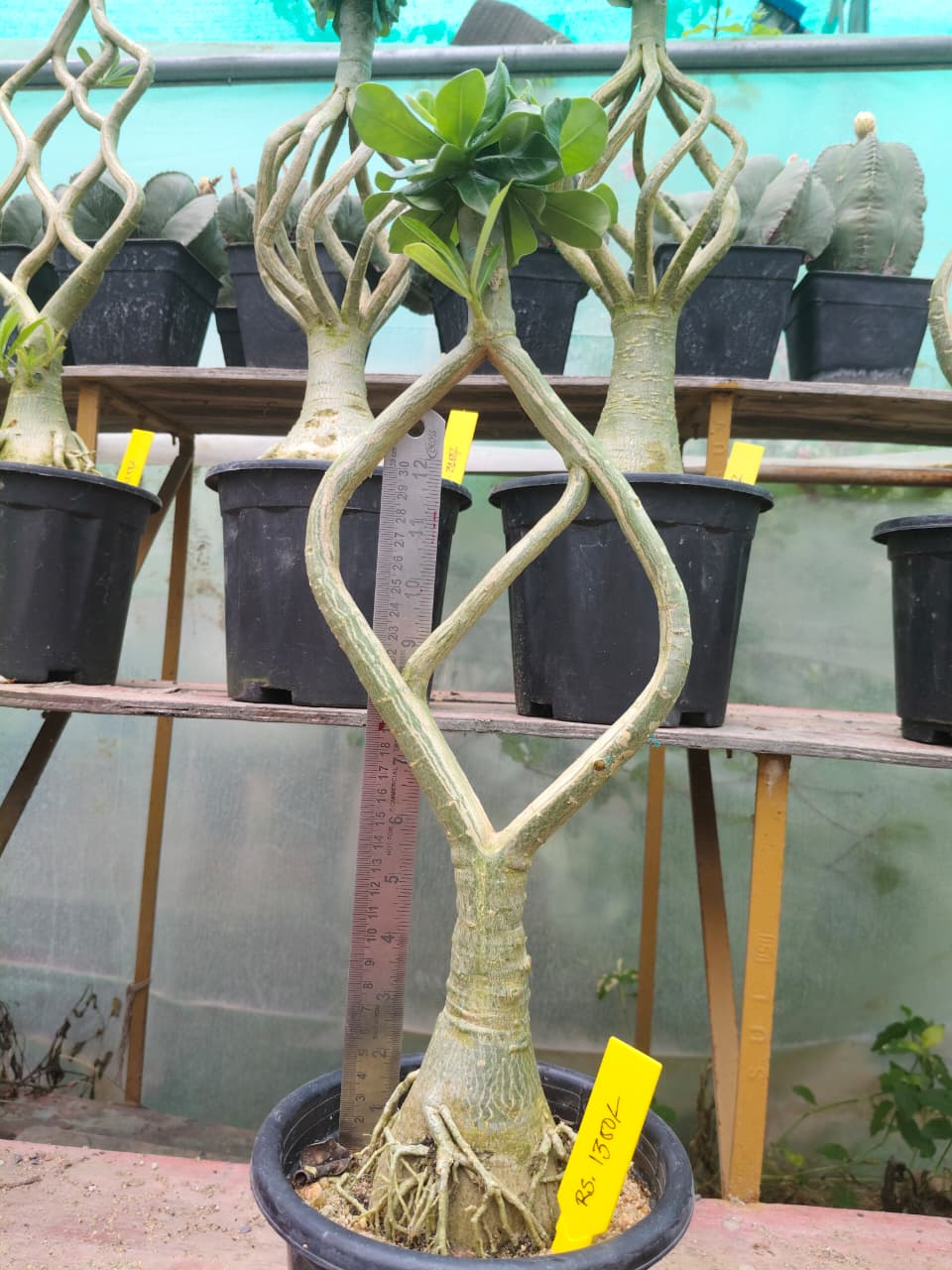 Adenium Model
