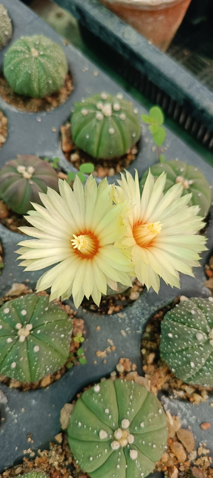 Astrophytum asteris double headed