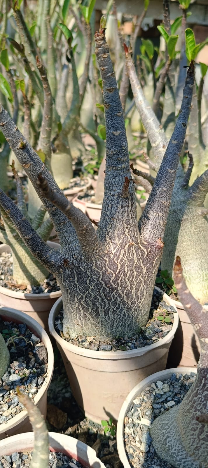 Adenium Arabicum