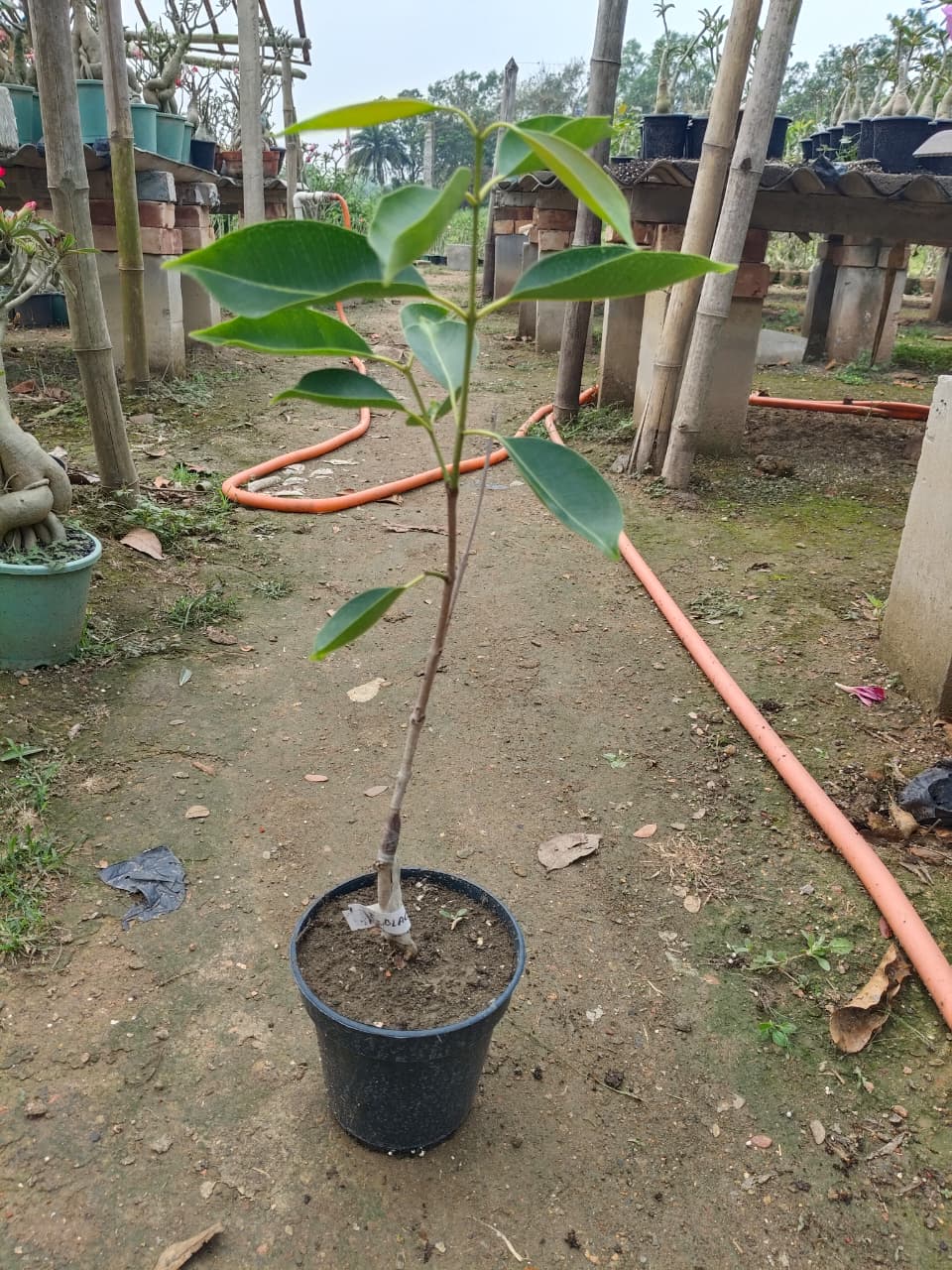 Hybrid Black Jamun (2-2.5 feet)