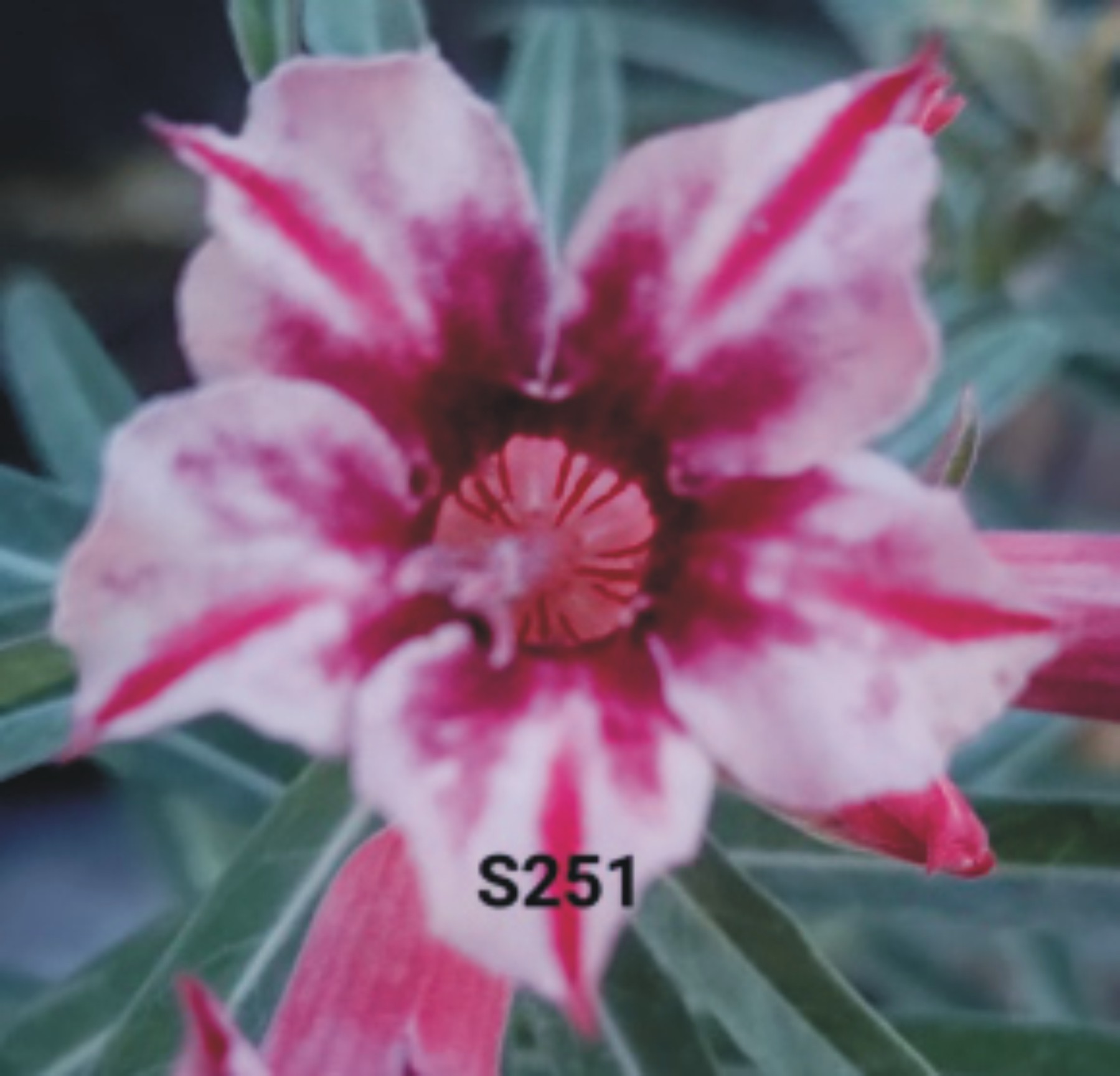 Adenium