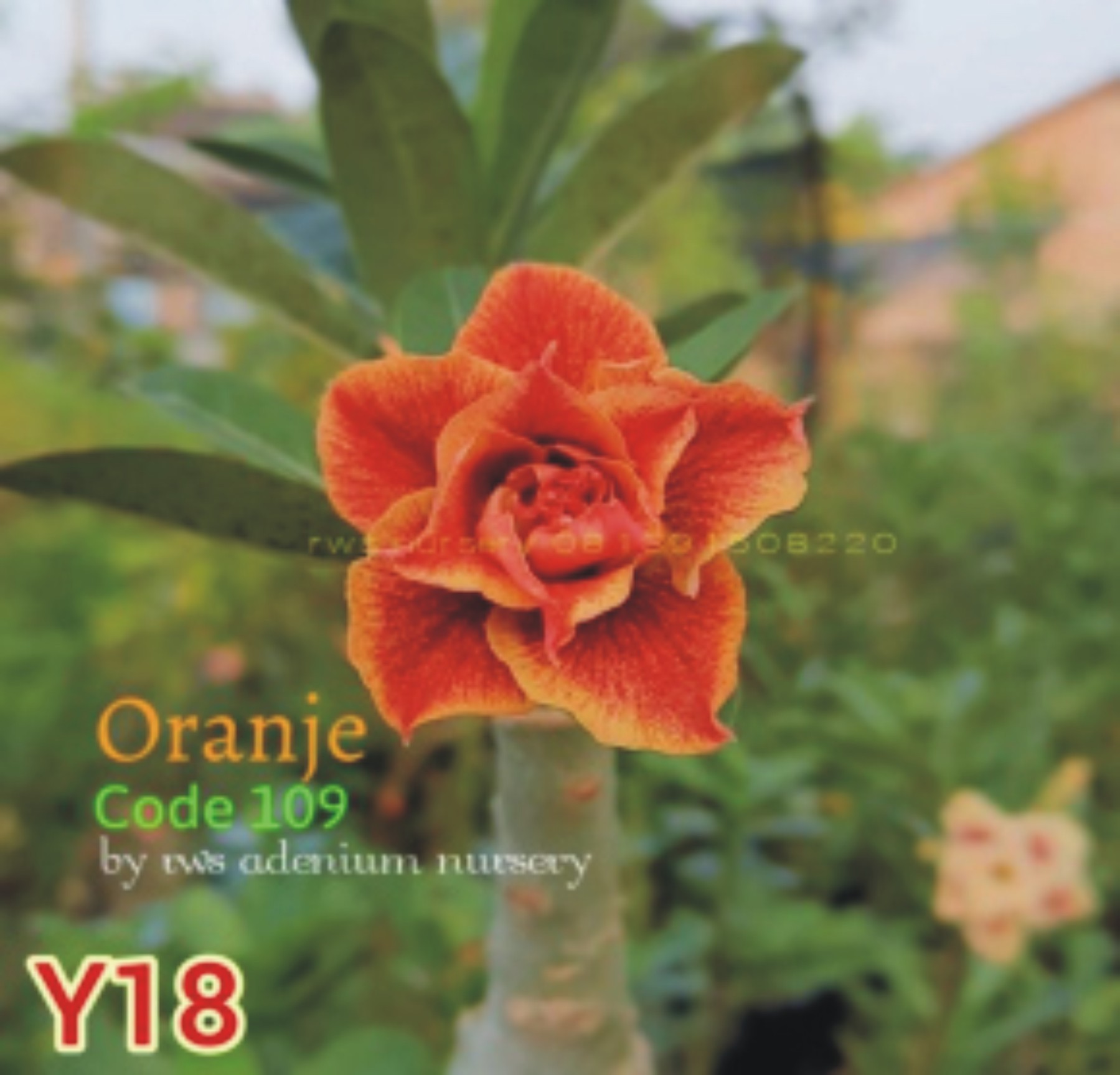 Adenium