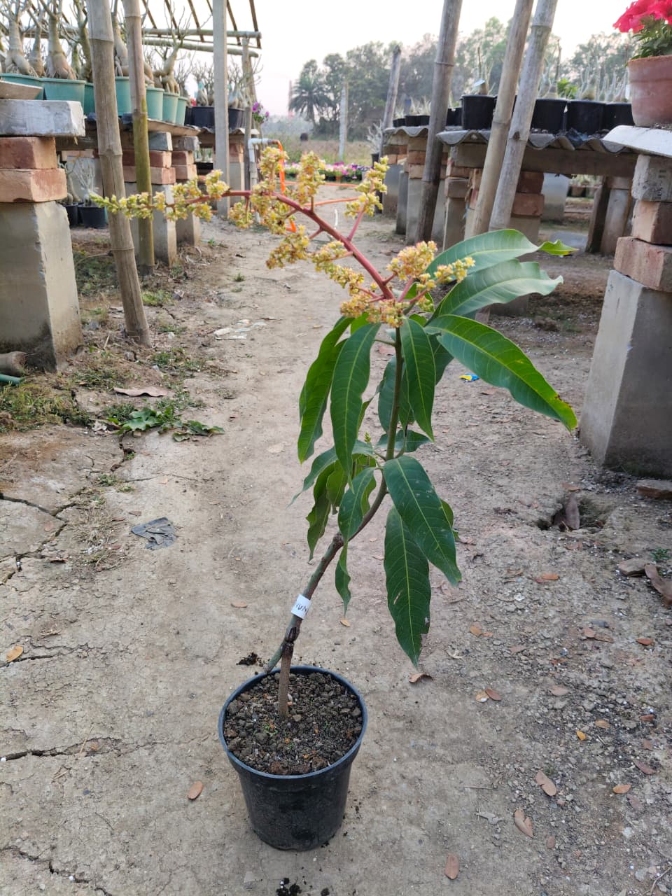 Banana mango (2-2.5 feet)