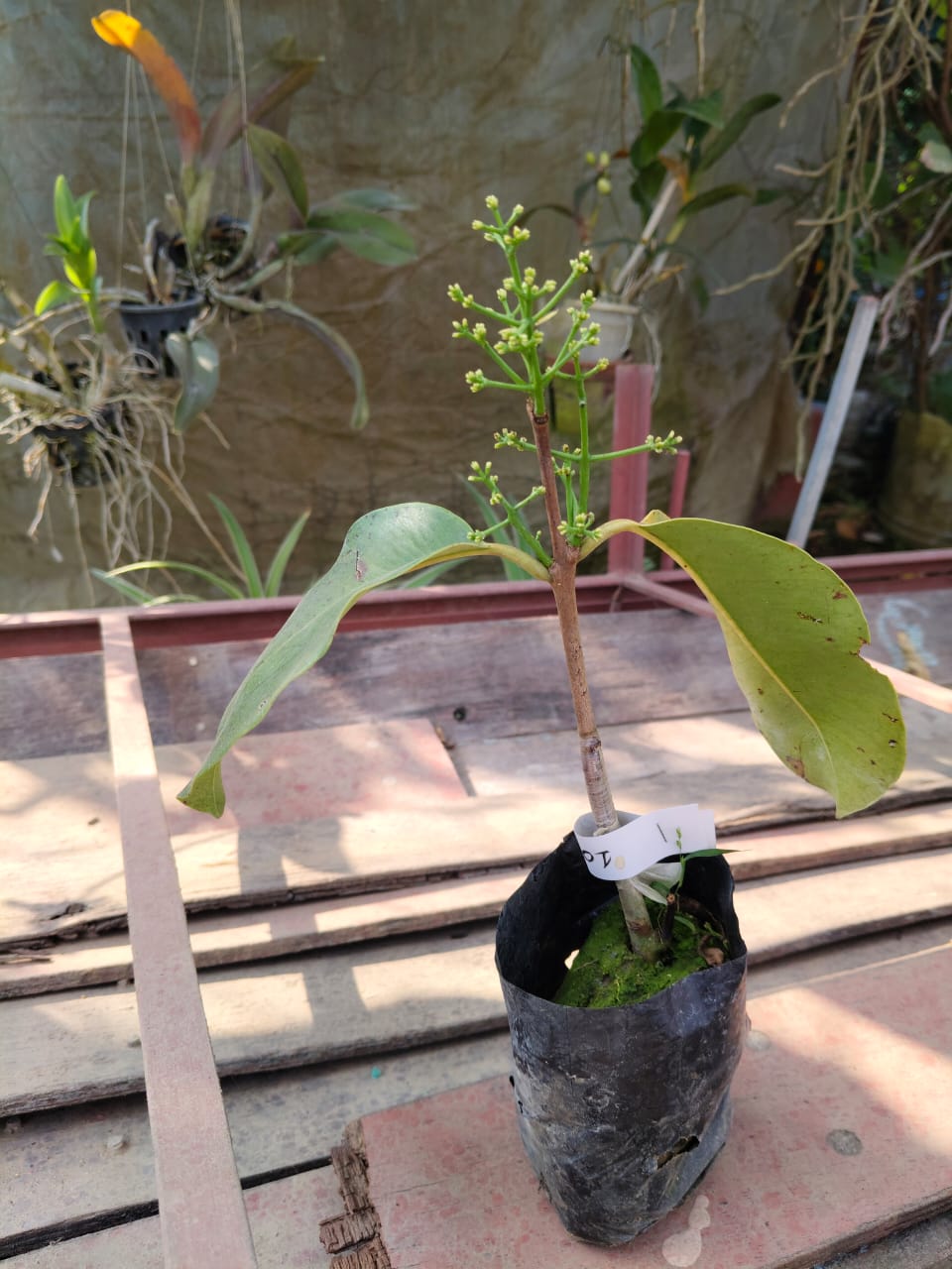 Jamun plant 