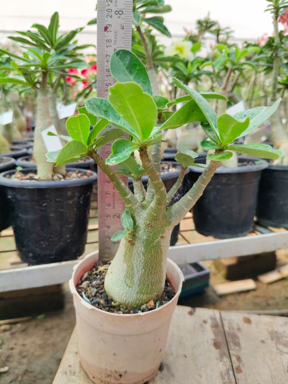 Adenium Arabicum