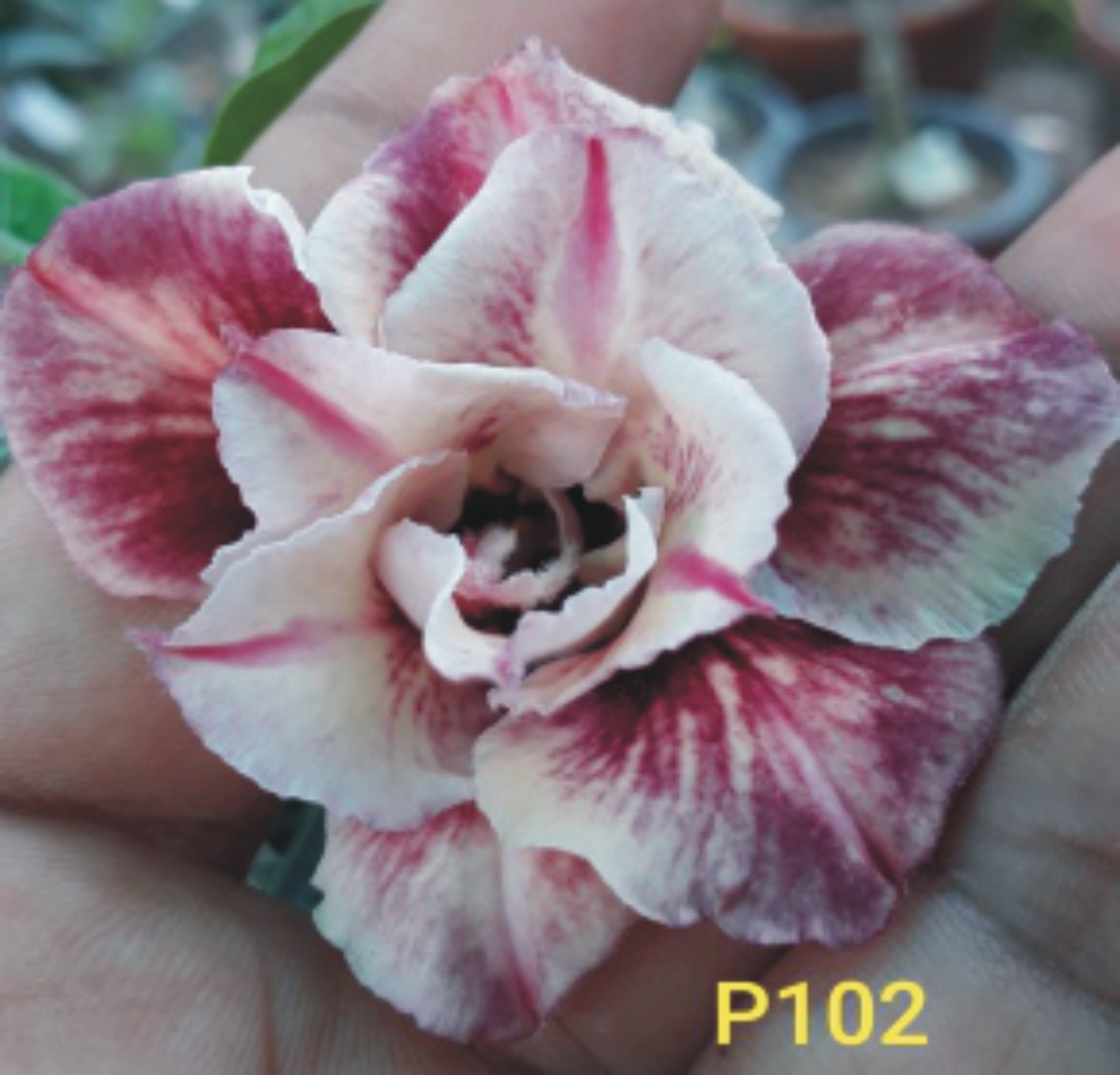 Adenium