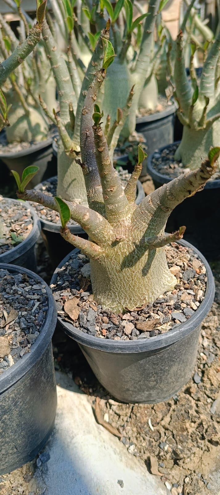 Adenium Arabicum