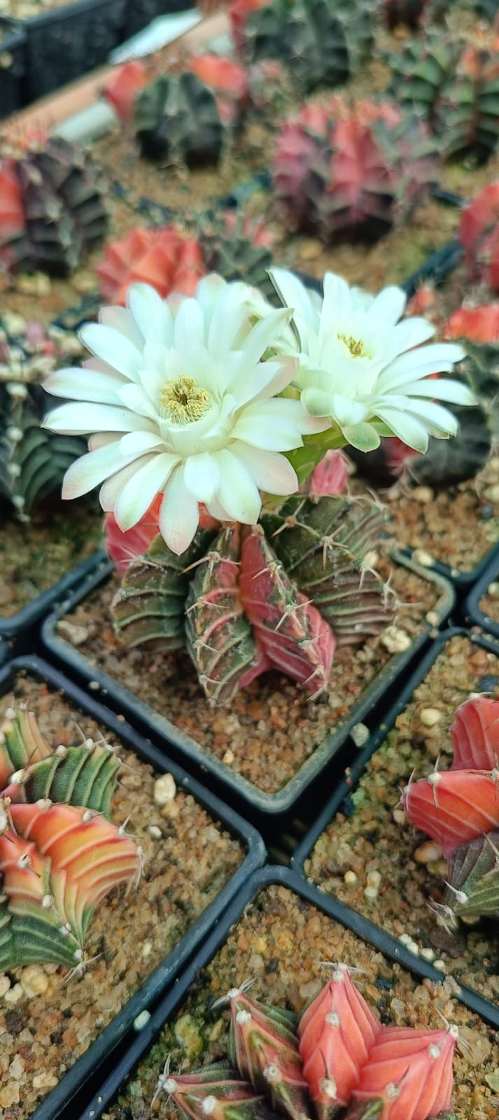Gymnocalycium mihanovichii Red Nishiki
