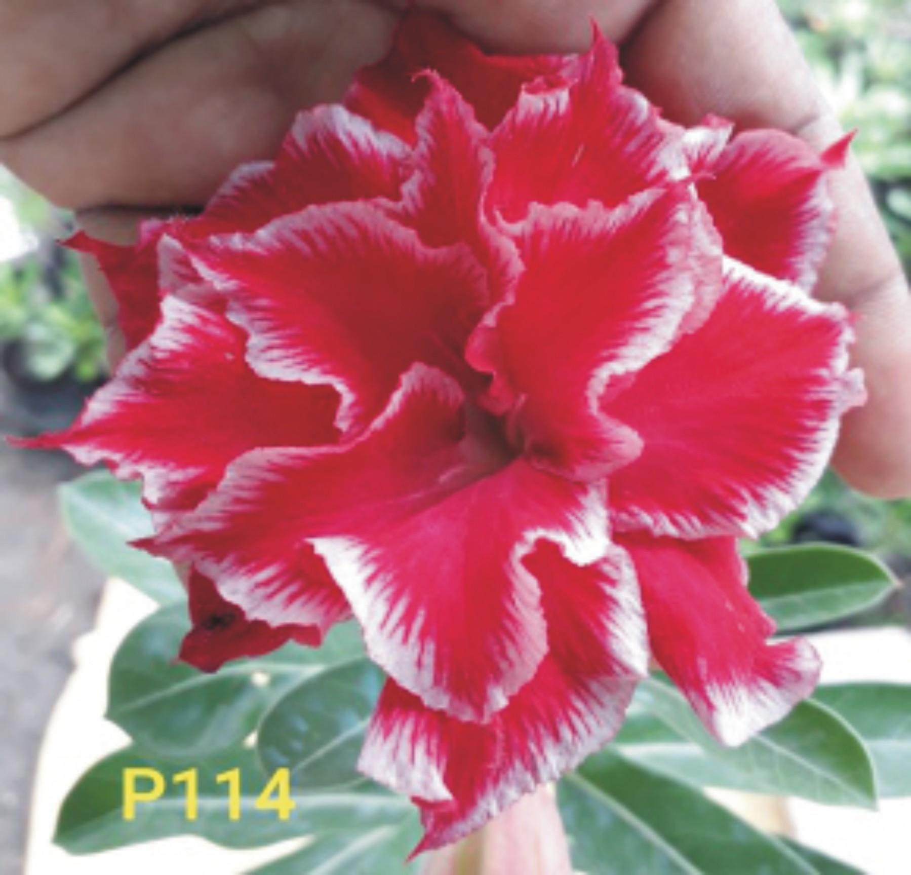 Adenium