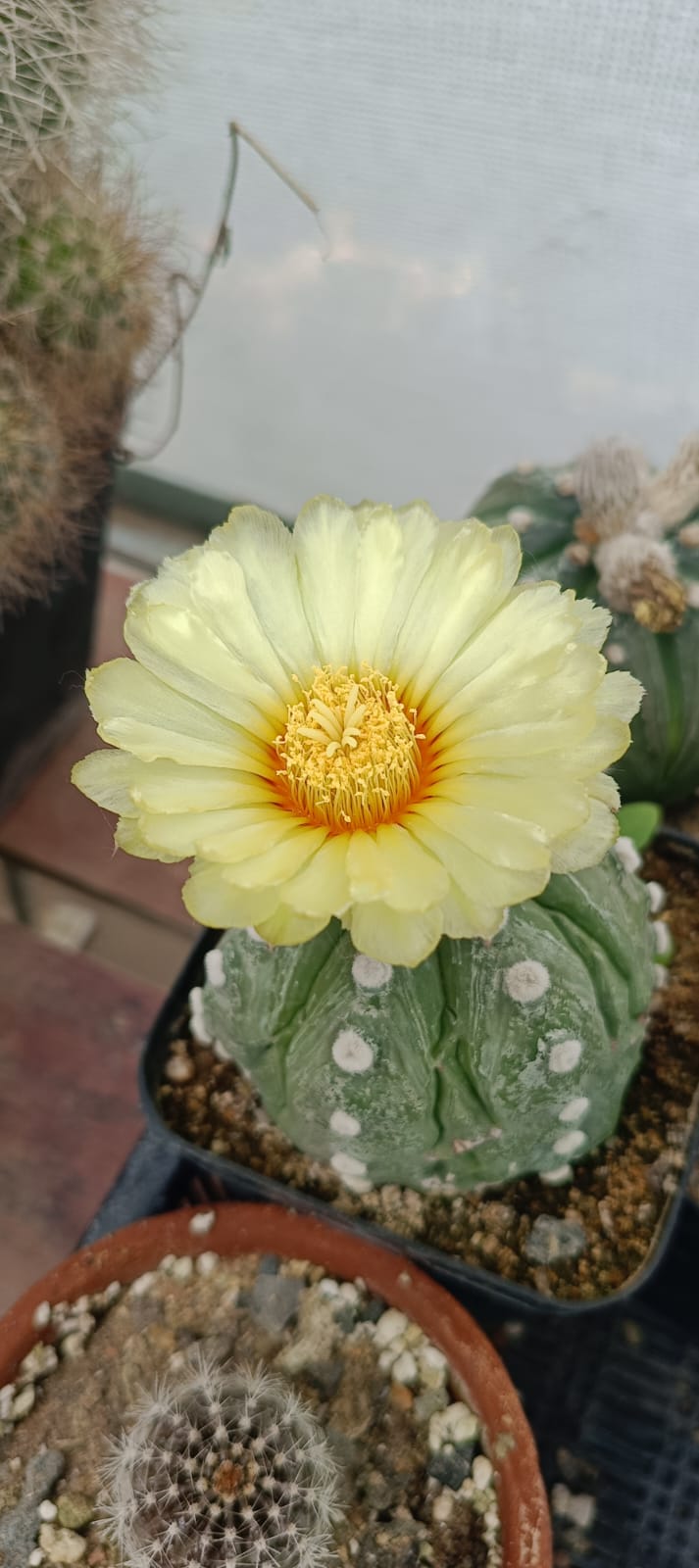 Astrophytum asteris