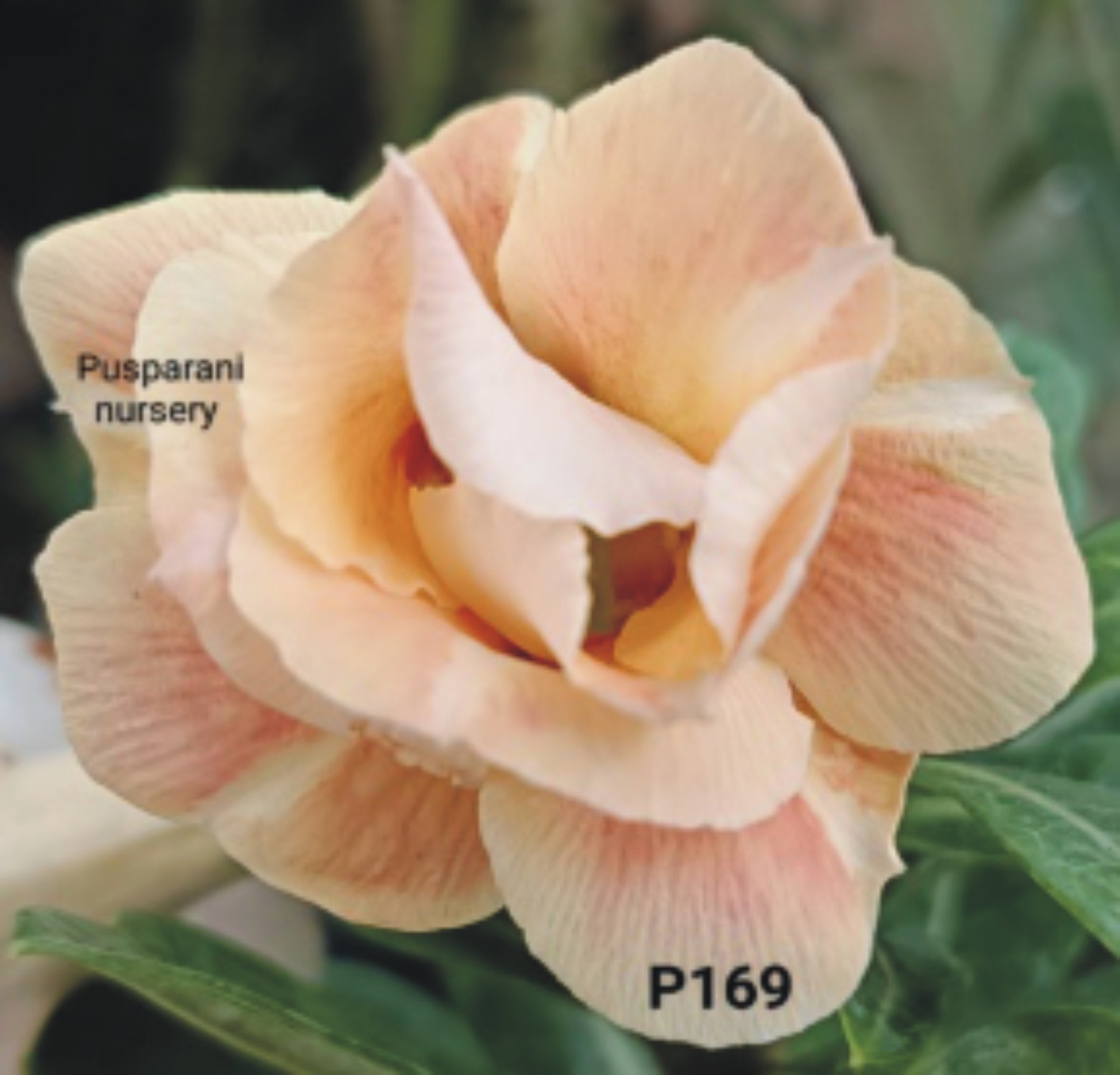 Adenium