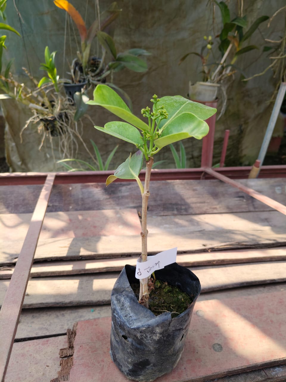 Jamun plant 