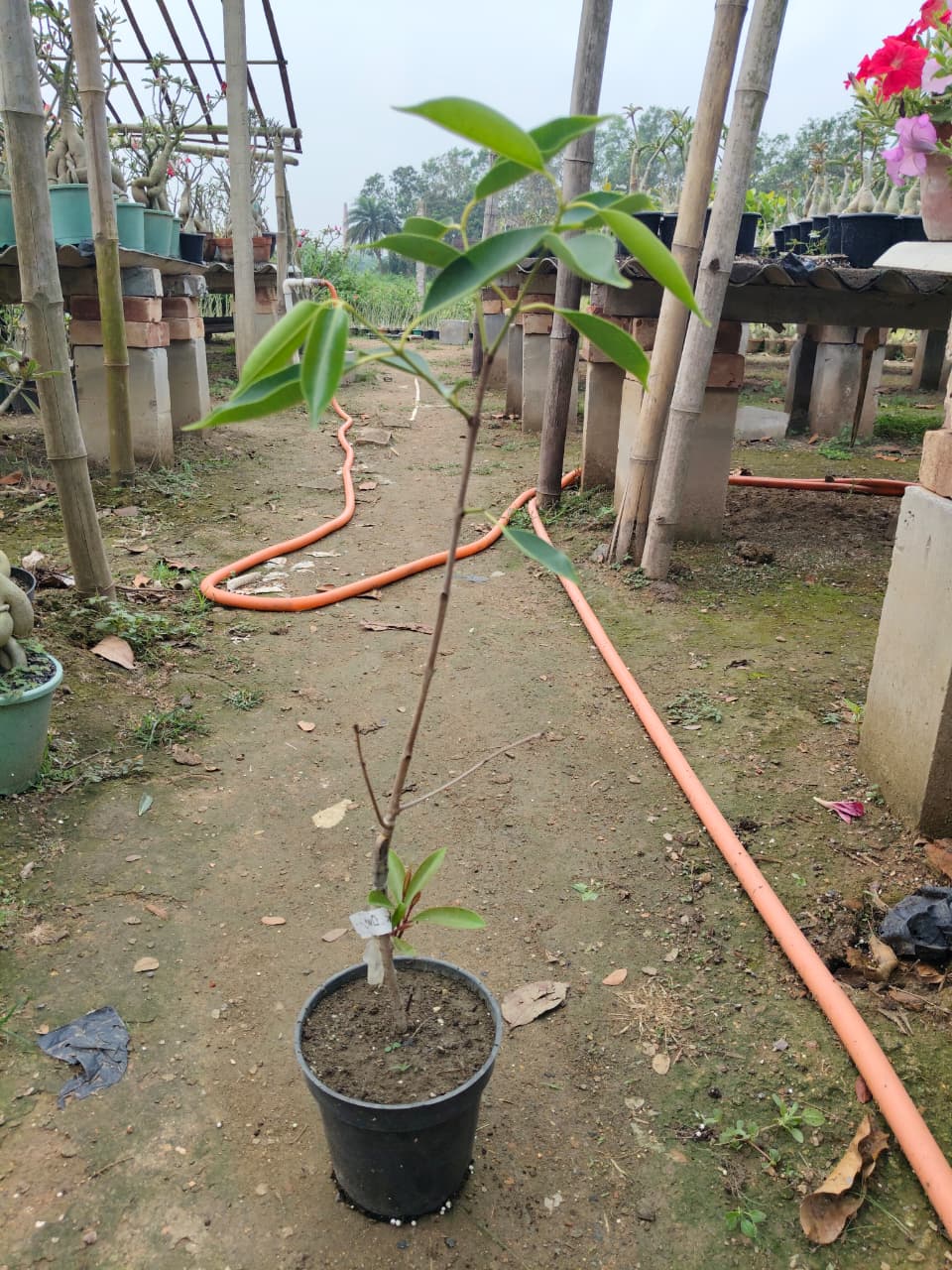 Hybrid Black Jamun (2-2.5 feet)