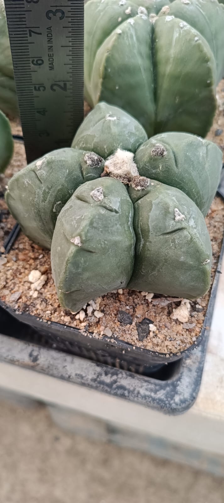 Astrophytum Myriostigma nudum ( 5 ribs)