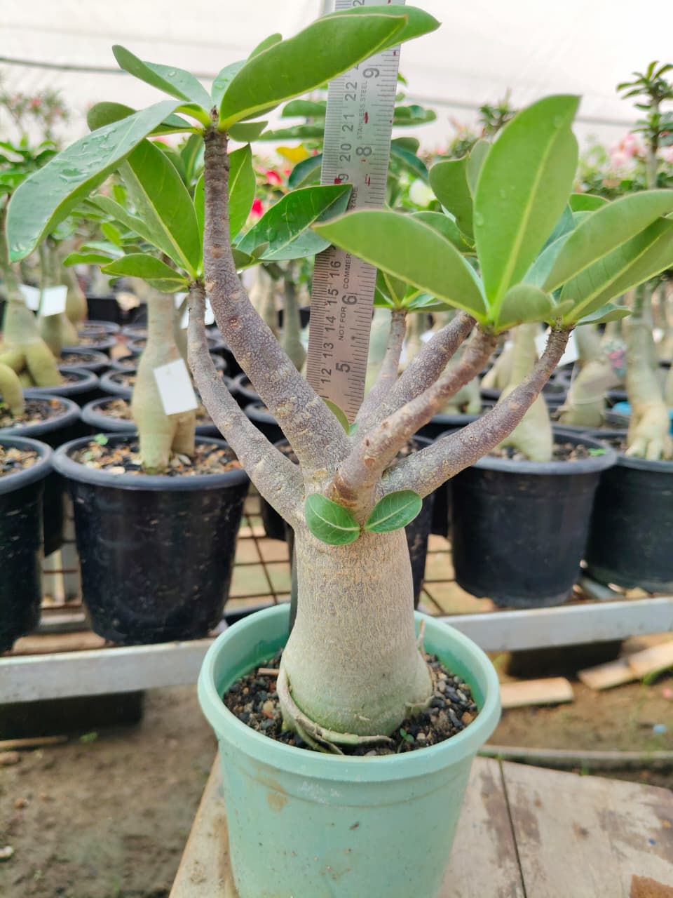 Adenium Arabicum