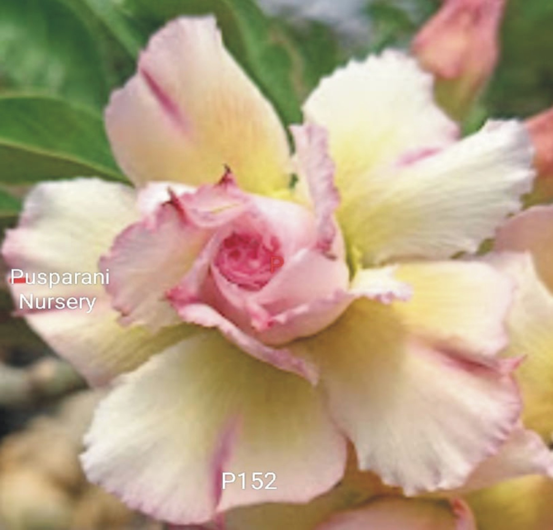 Adenium