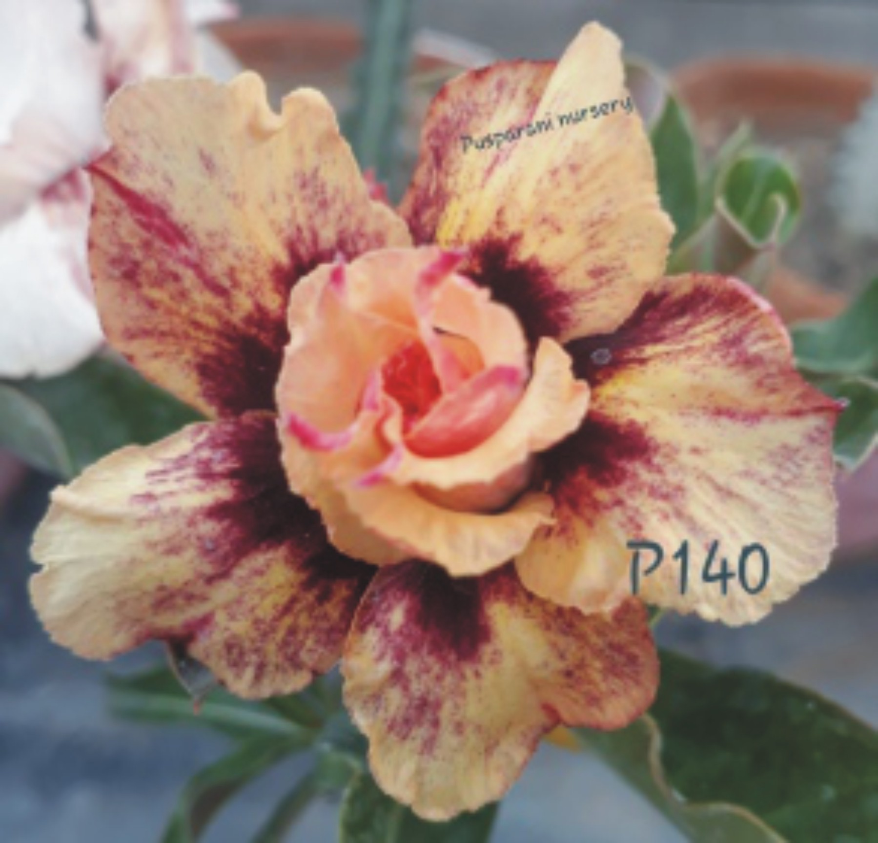 Adenium