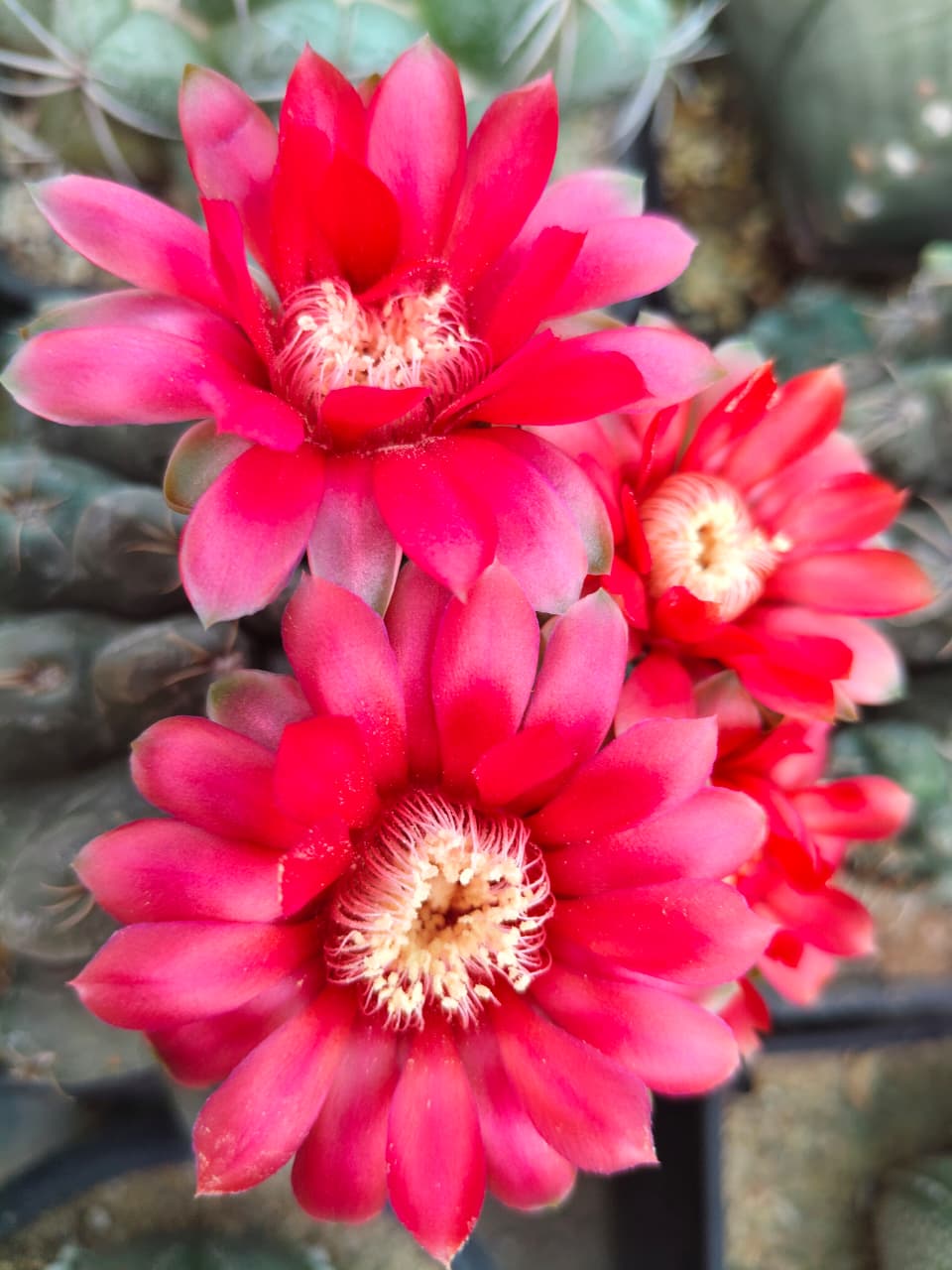 Gymnocalycium baldianum