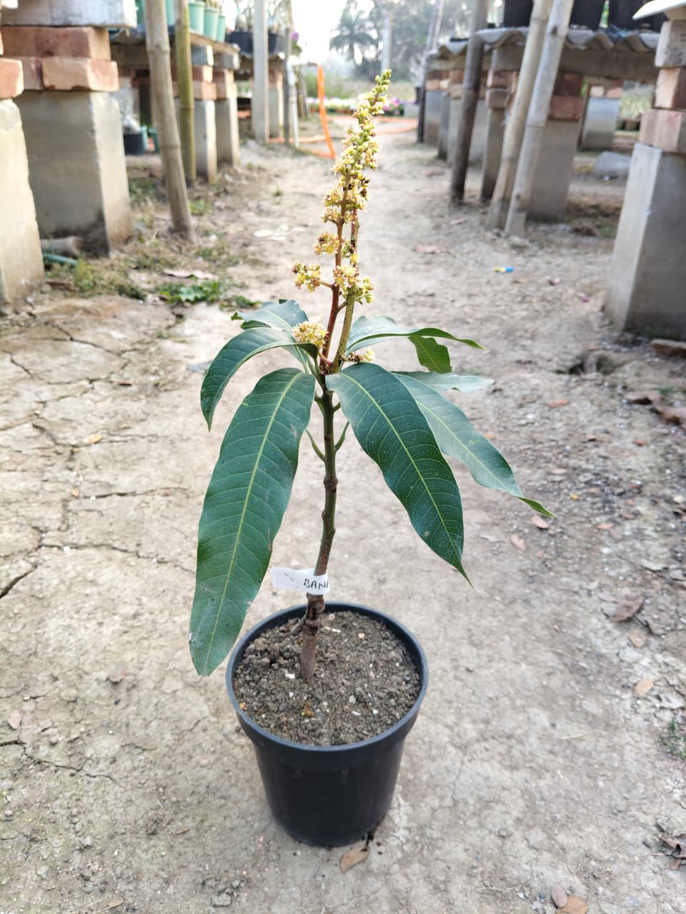 Banana mango (2-2.5 feet)