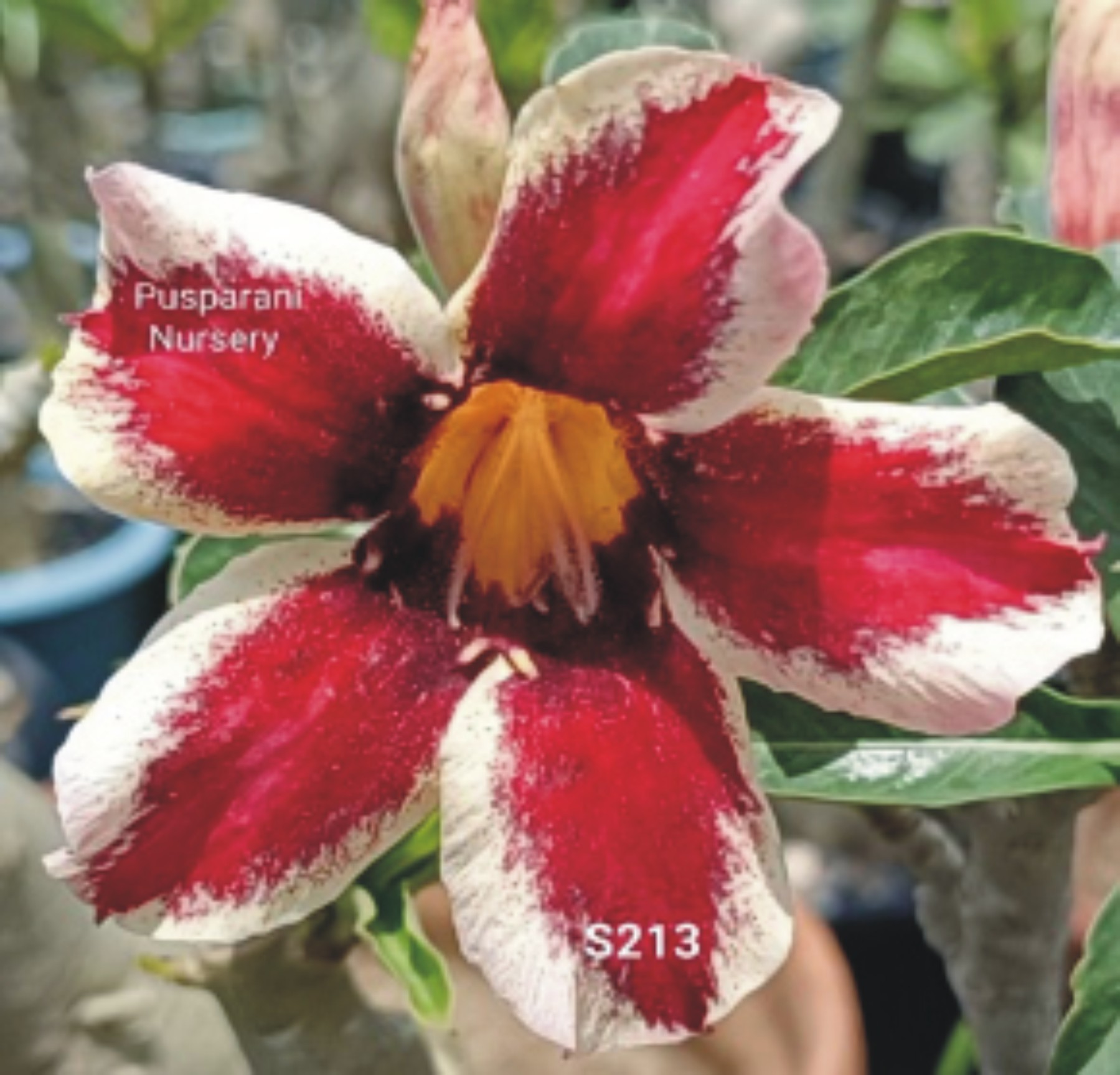 Adenium