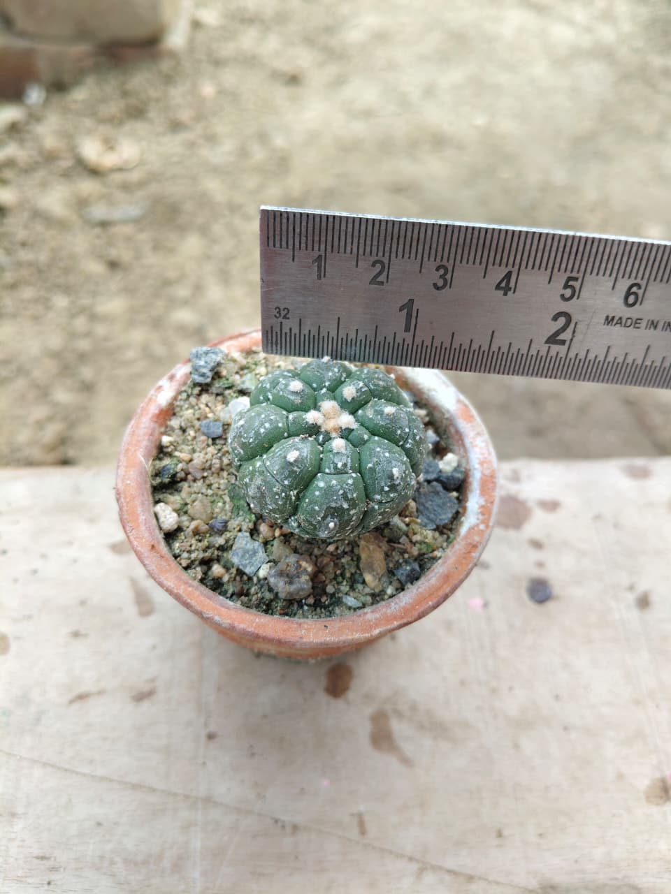 Astrophytum asteris turtle