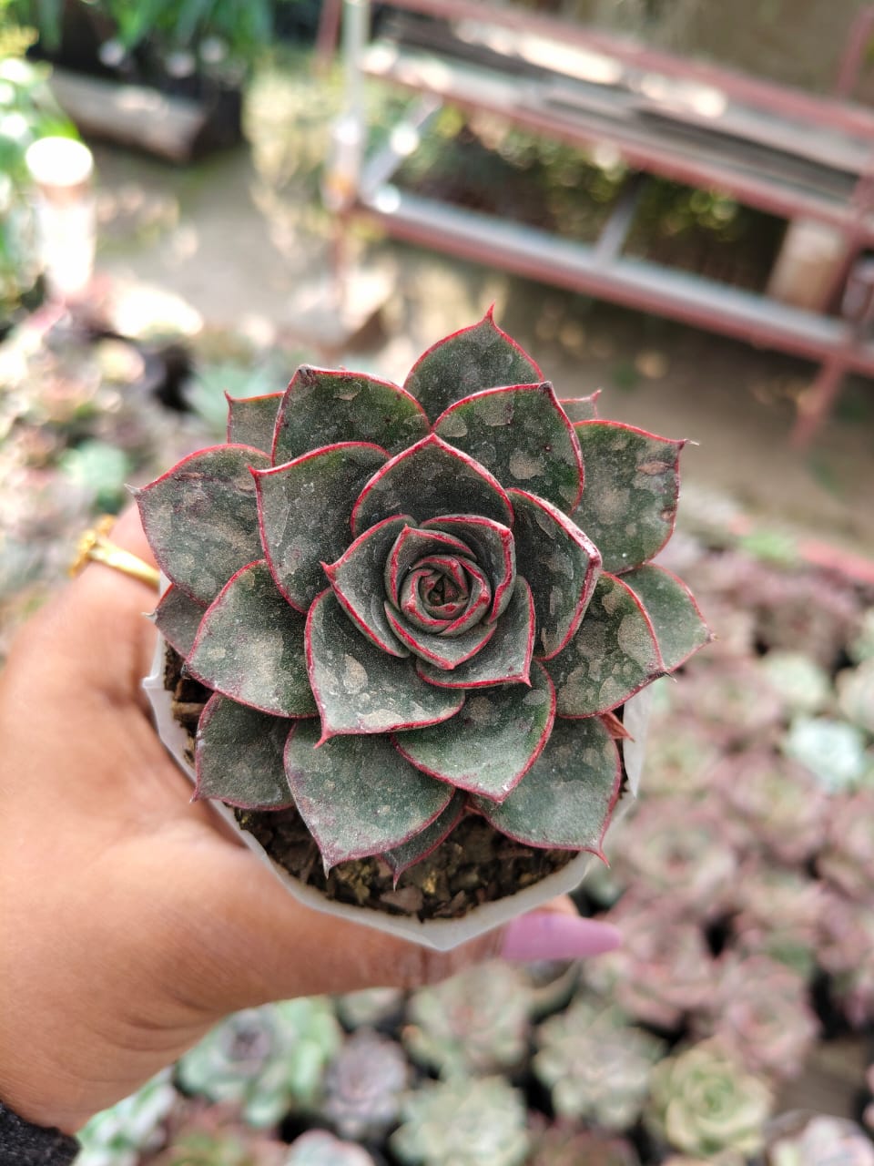 Echeveria agavoides rubra