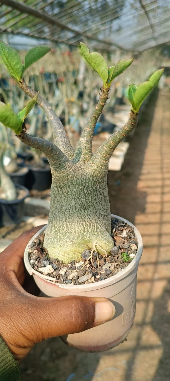 Adenium Arabicum