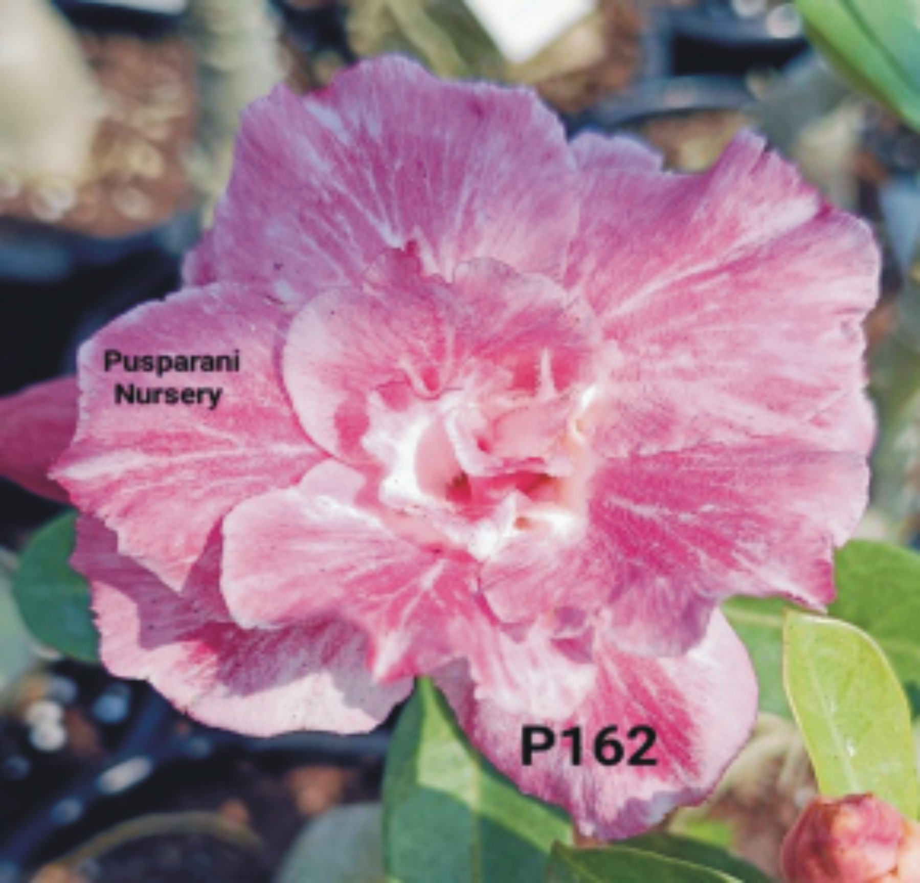Adenium