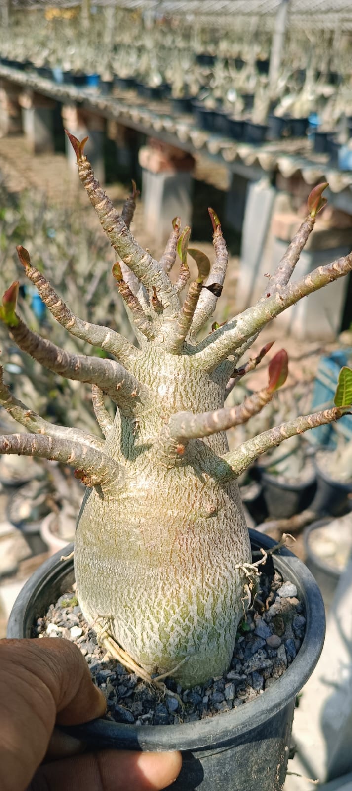 Adenium Arabicum