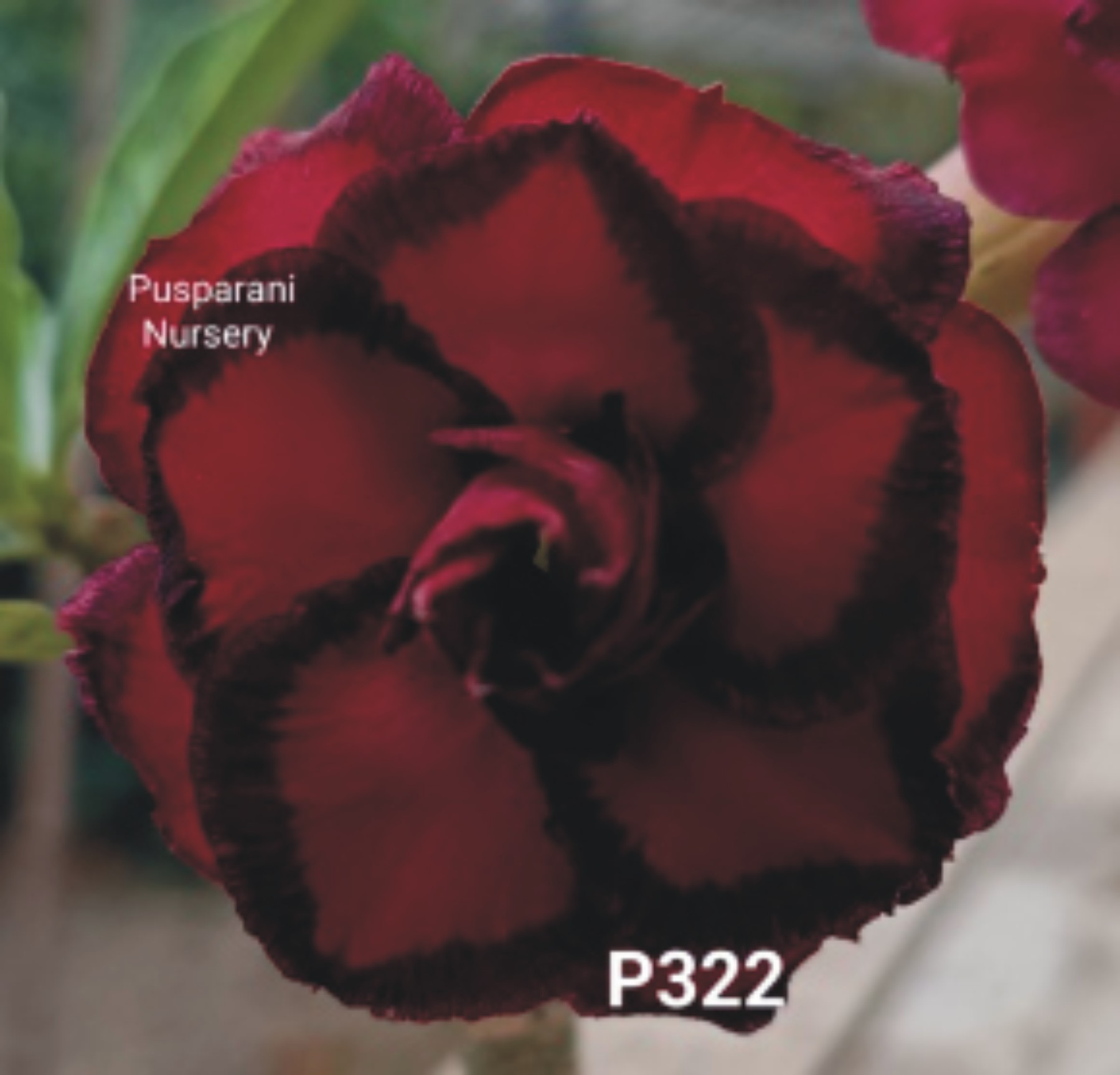 Adenium