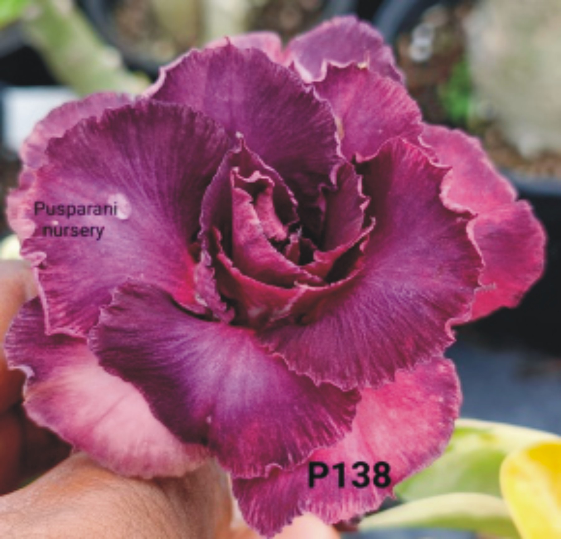 Adenium