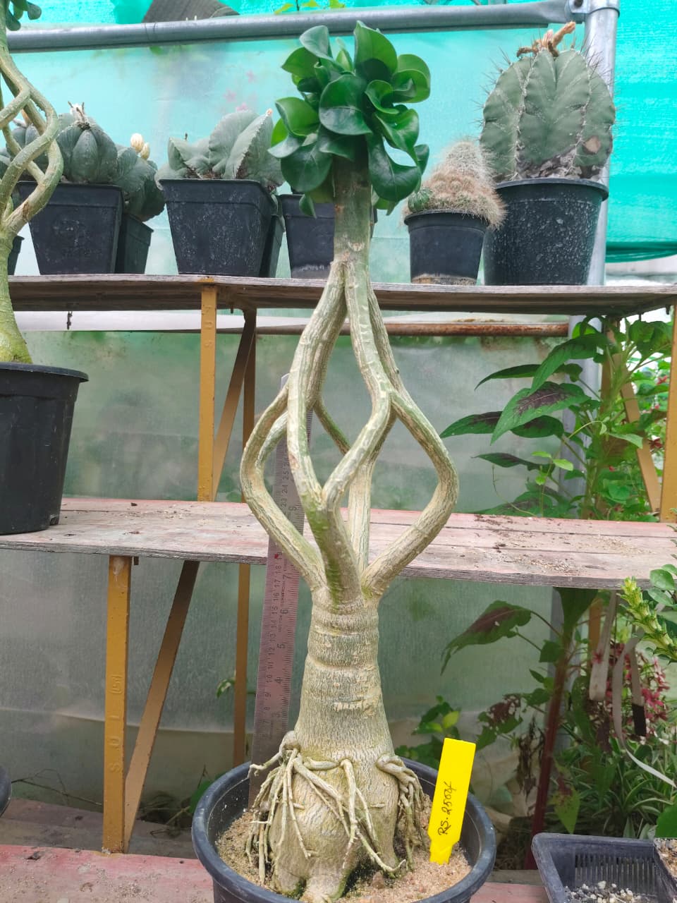 Adenium Model