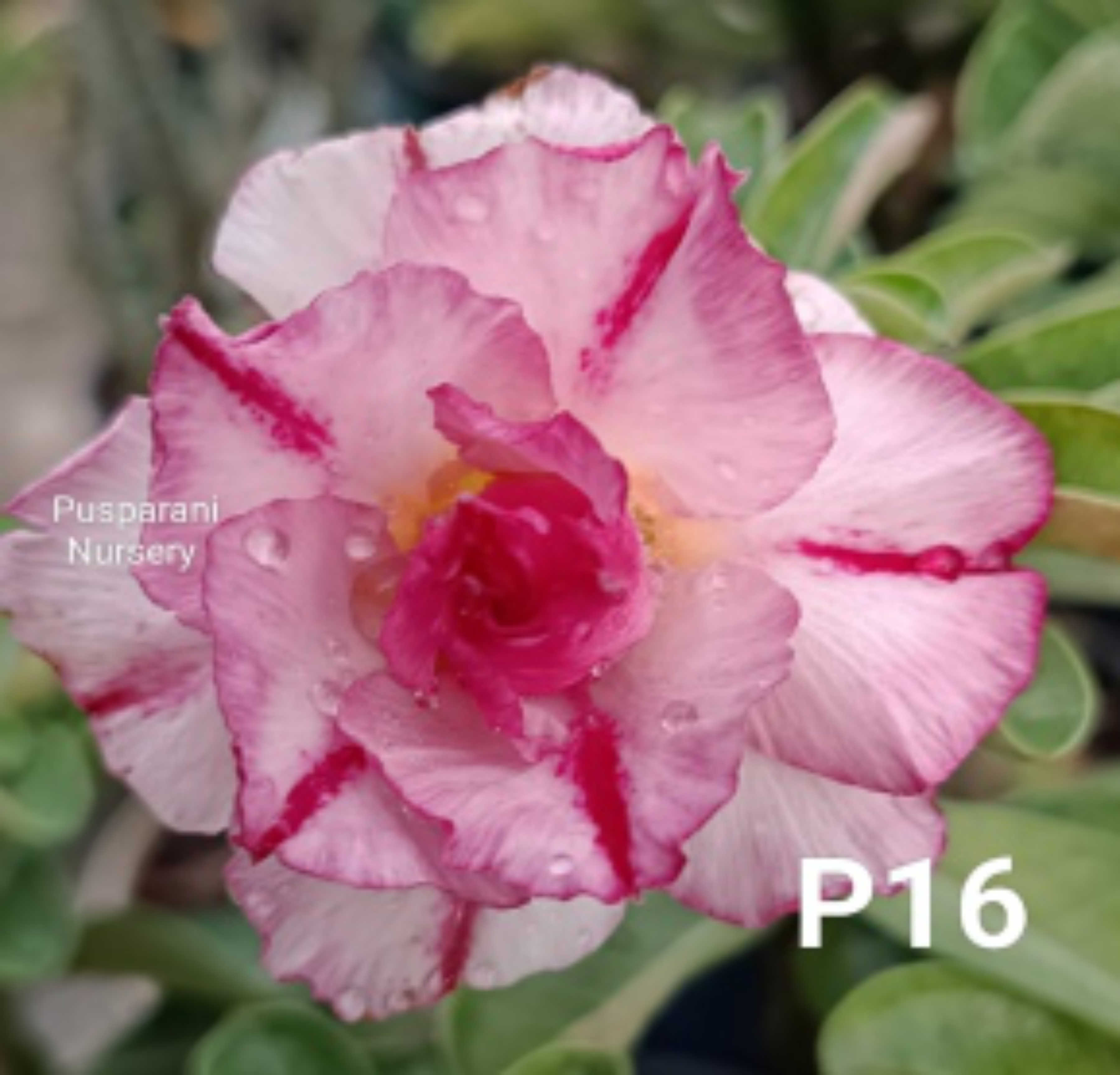 Adenium
