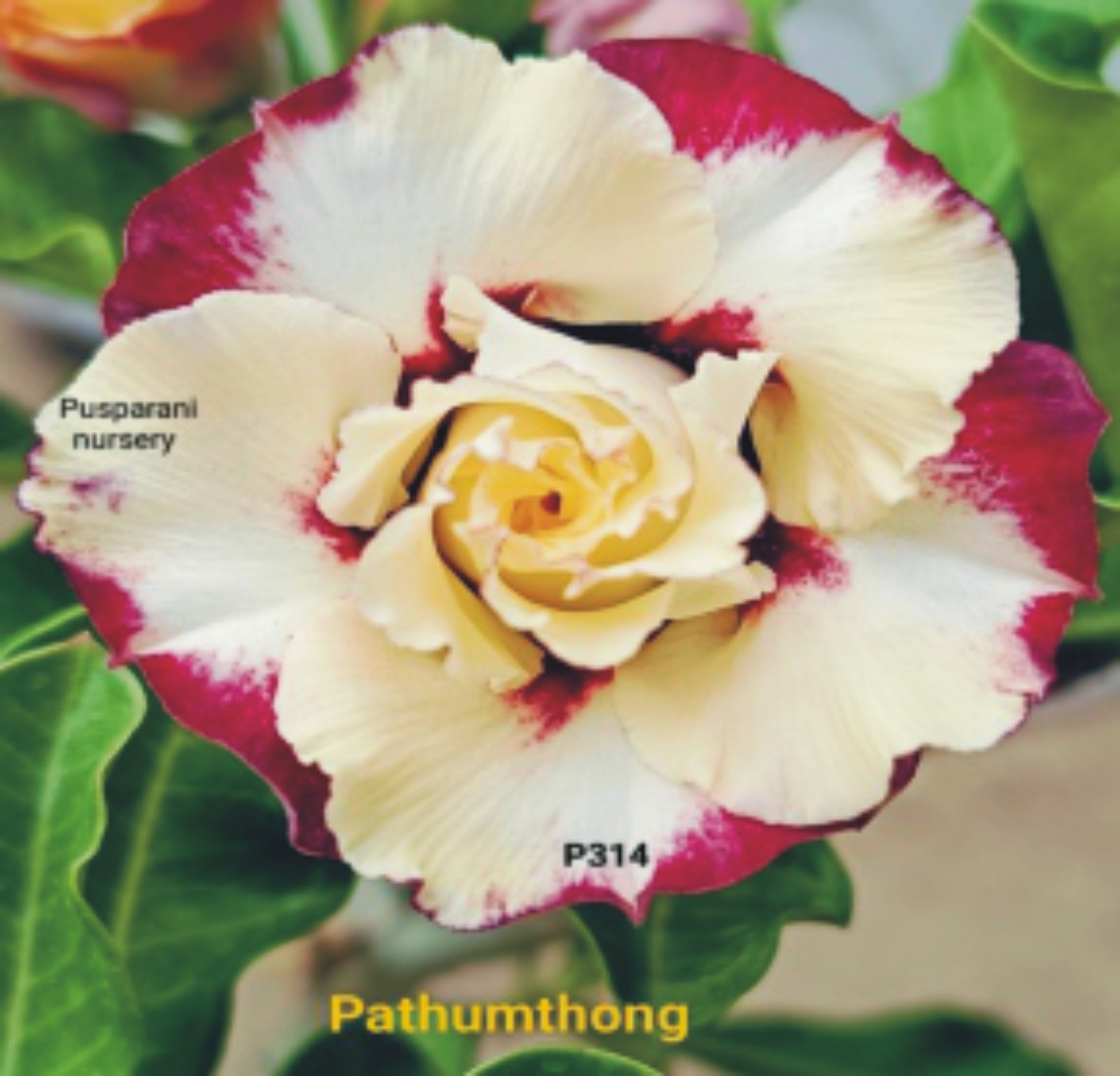 Adenium