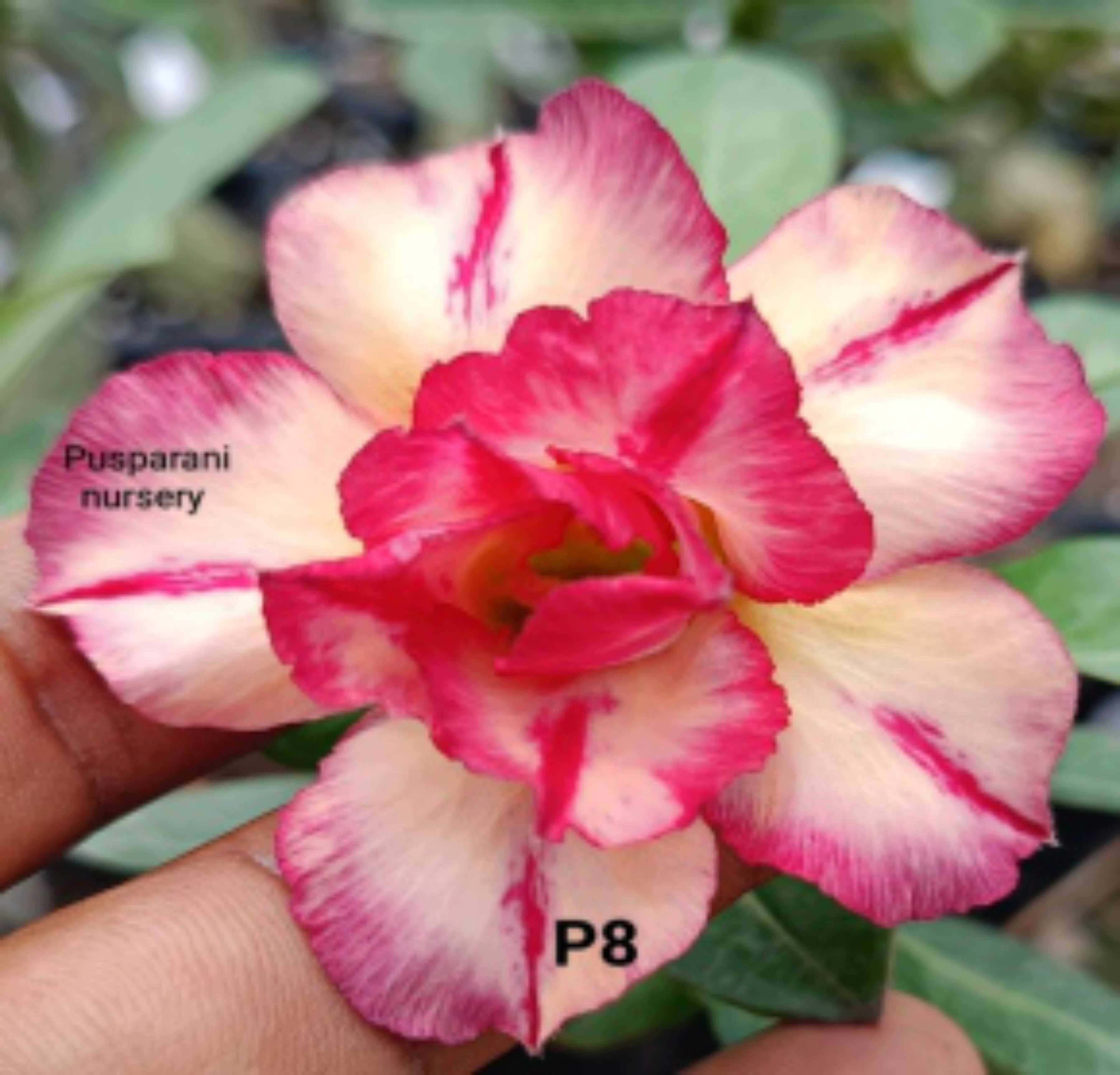 Adenium