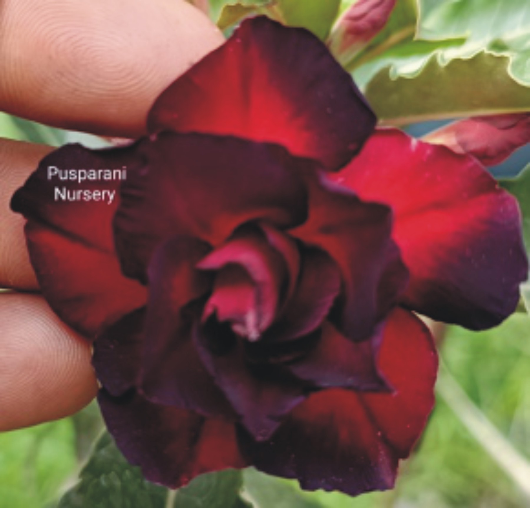 Adenium