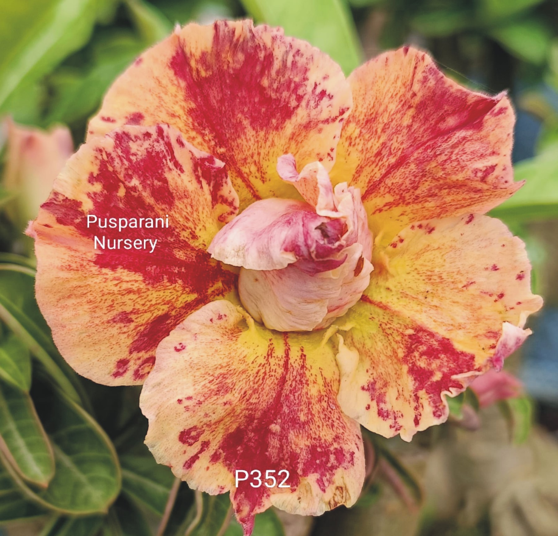 Adenium