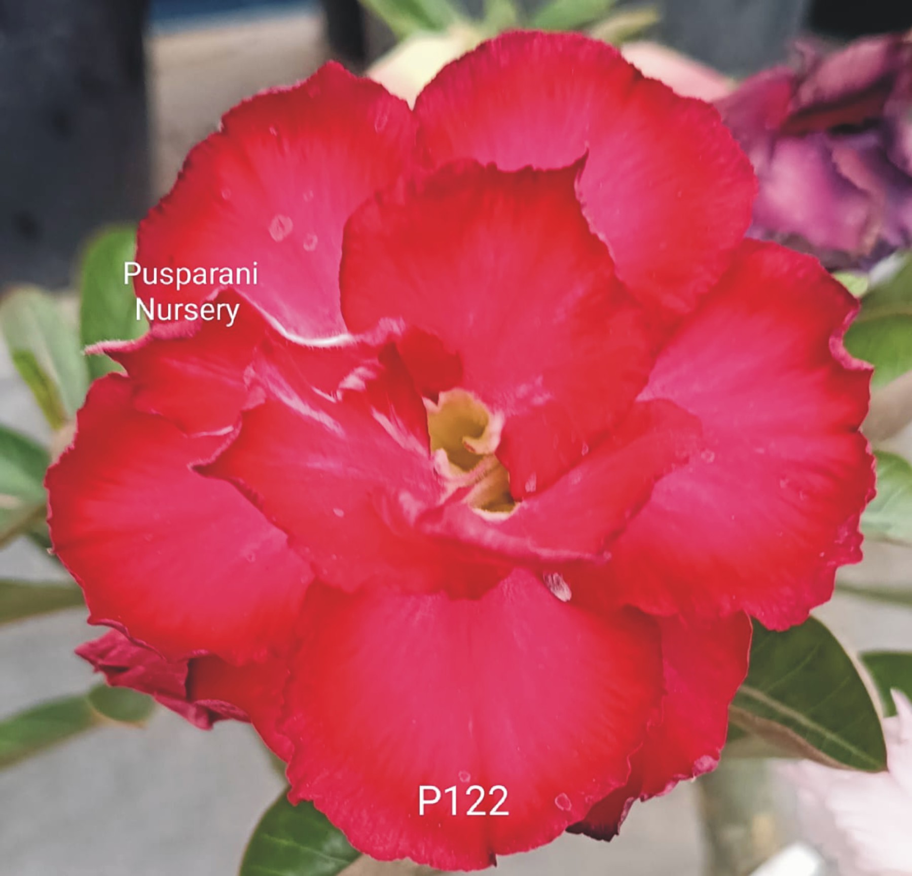 Adenium