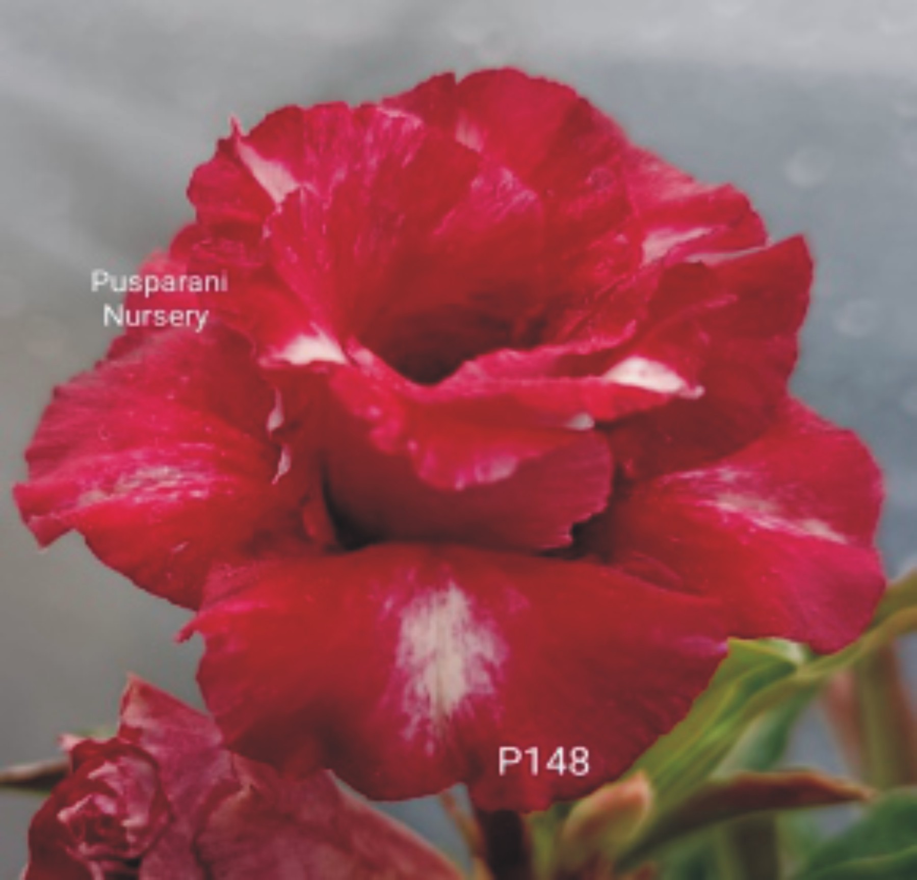 Adenium