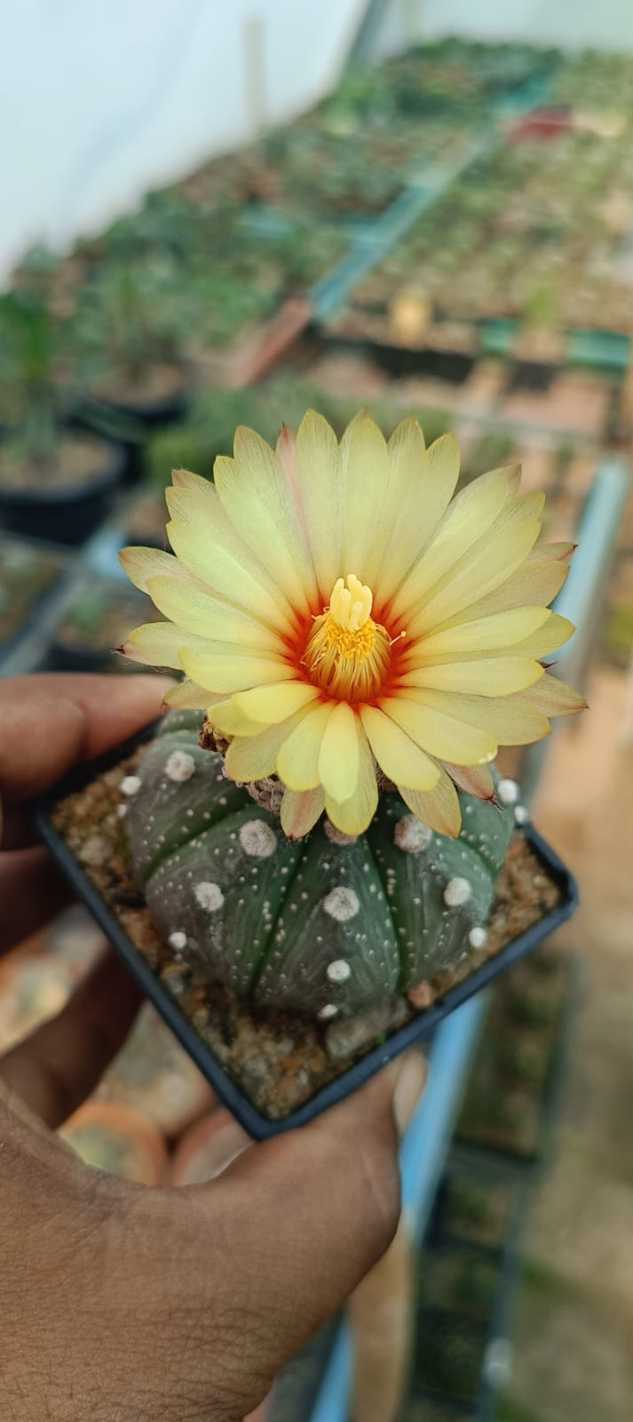 Astrophytum asteris