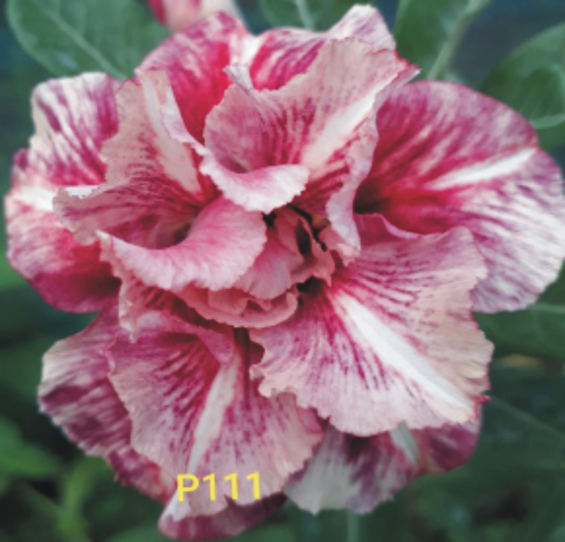 Adenium