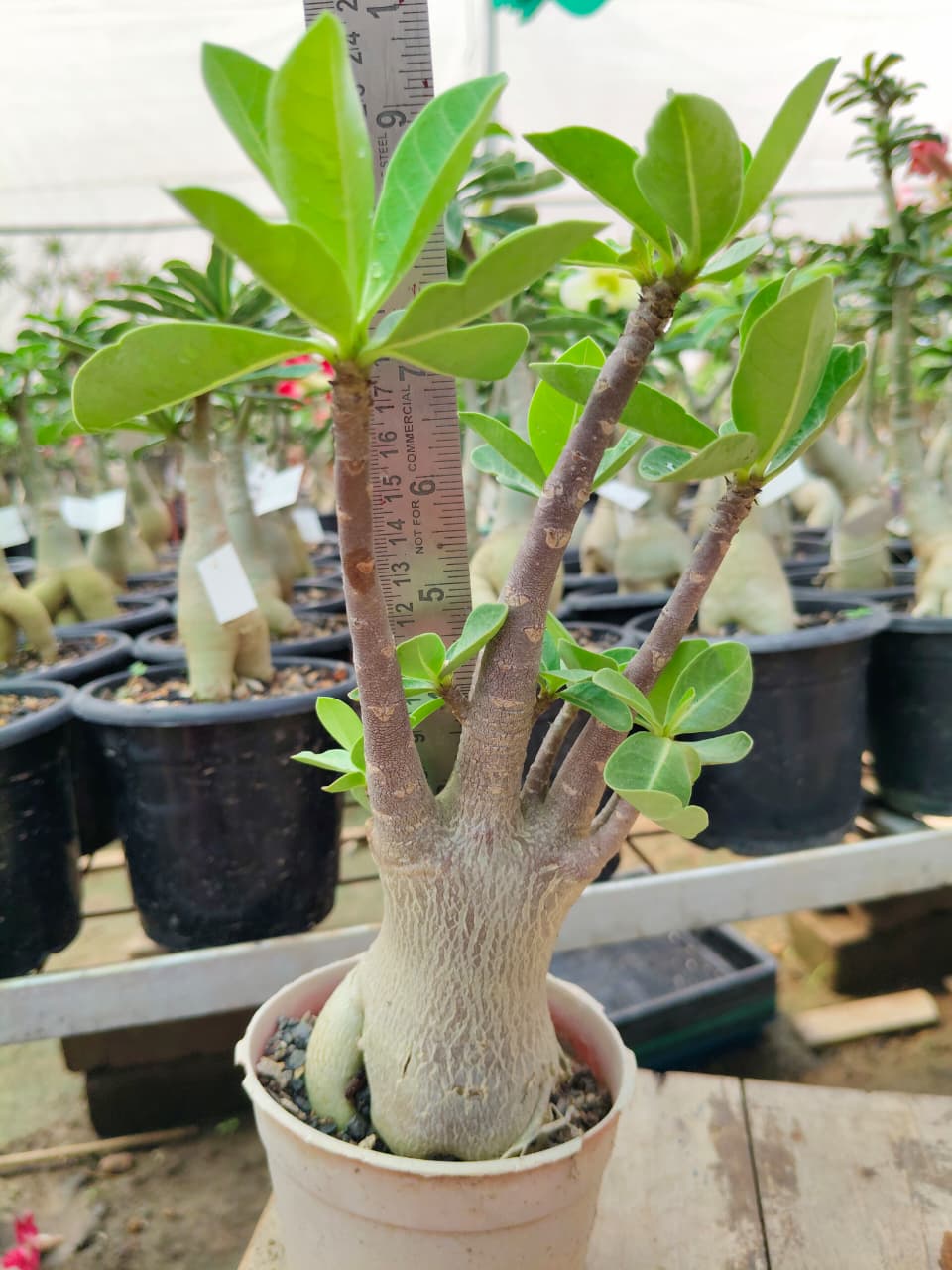 Adenium Arabicum