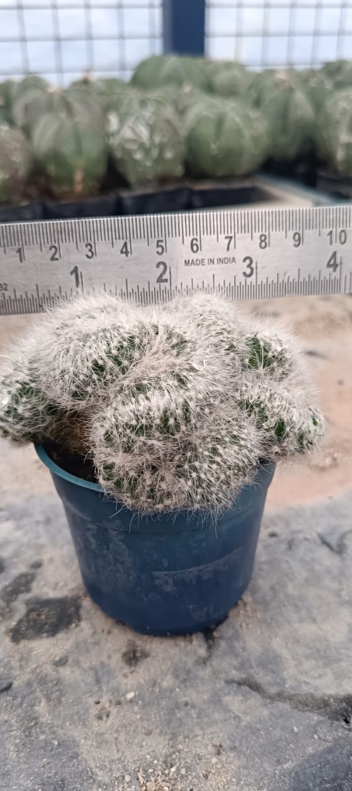Mammillaria baumii