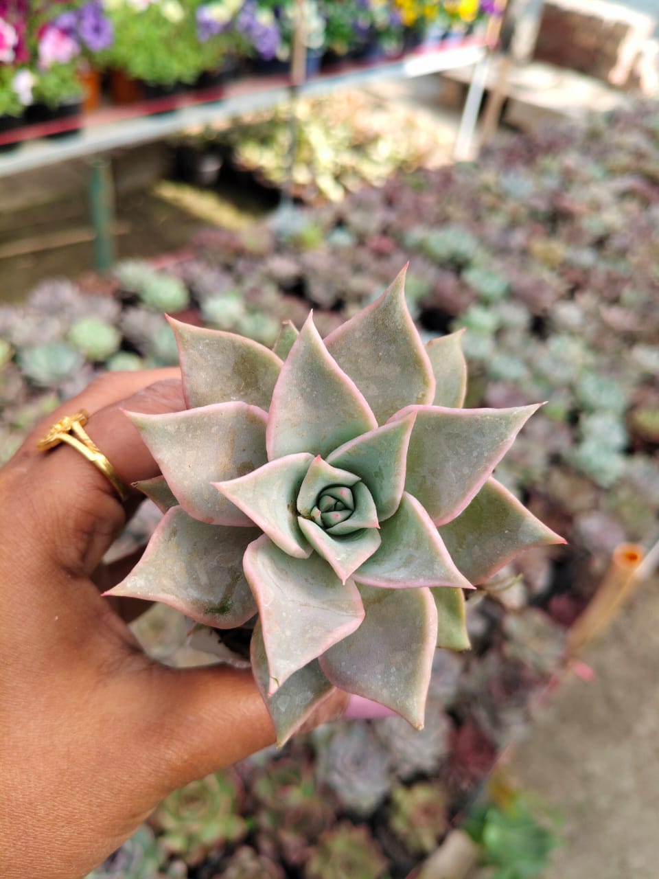 Echeveria madiba